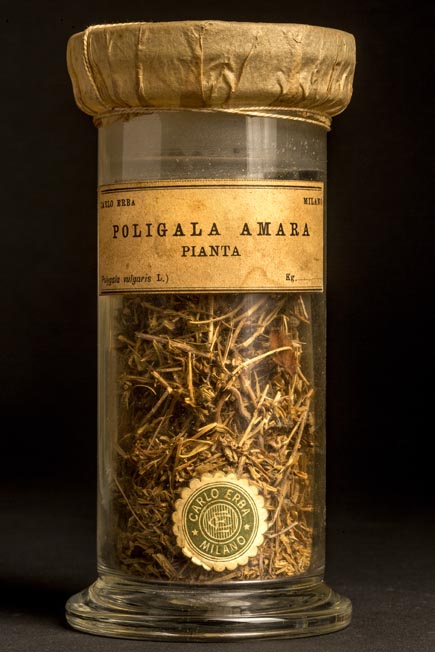 POLIGALA AMARA - pianta